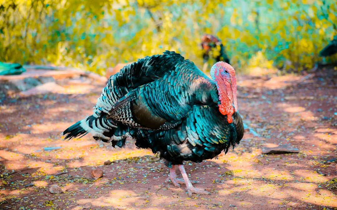 Turkey Trot Roundup